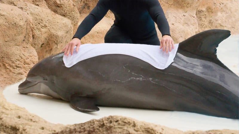 Zvlhčovat delfínovi kůži mořskou vodou může prospět, tekutna se mu ale nesmí dostat do dýchacího otvoru.