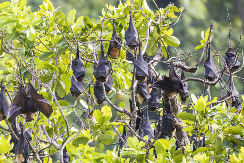 Divoký netopýr samojský v Národním parku Americká Samoa na ostrově Tutuila.