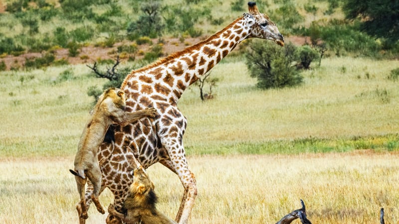 Žirafa jako lví kořist