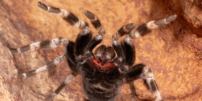 Pavouci rozhodně nepatří mezi nejhorší zabijáky lidí 