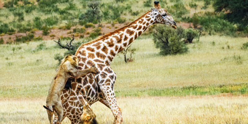 Žirafa jako lví kořist