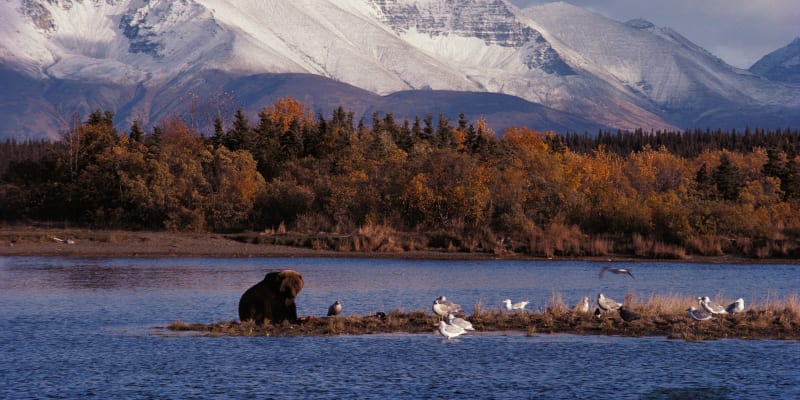Národní park Katmai na Aljašce je domovem tisíců medvědů hnědých.