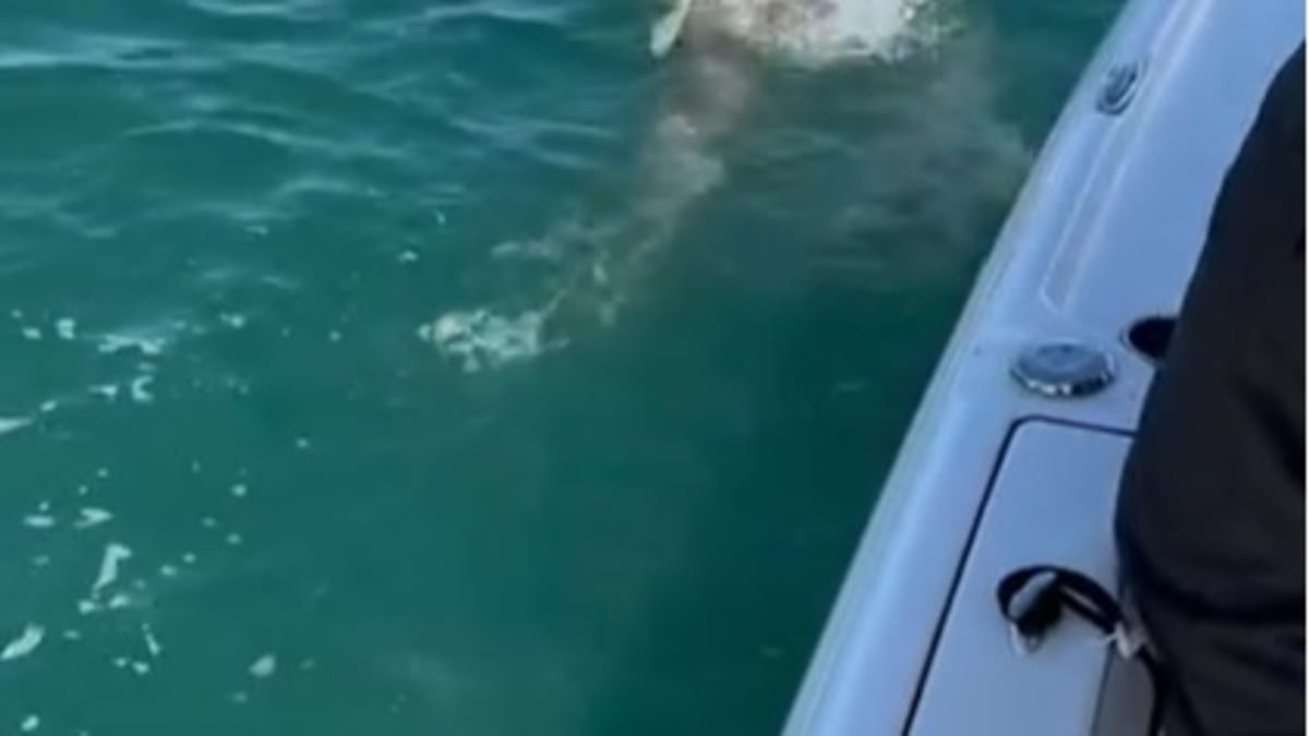 Žraloci u floridských břehů sežrali rybářům úlovek