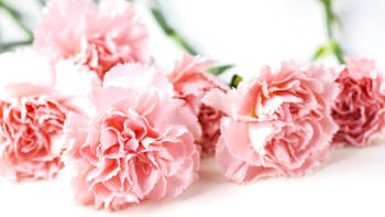 Jak namnožit karafiáty z kupované kytice aneb Vypěstujte si květy jako z květinářství