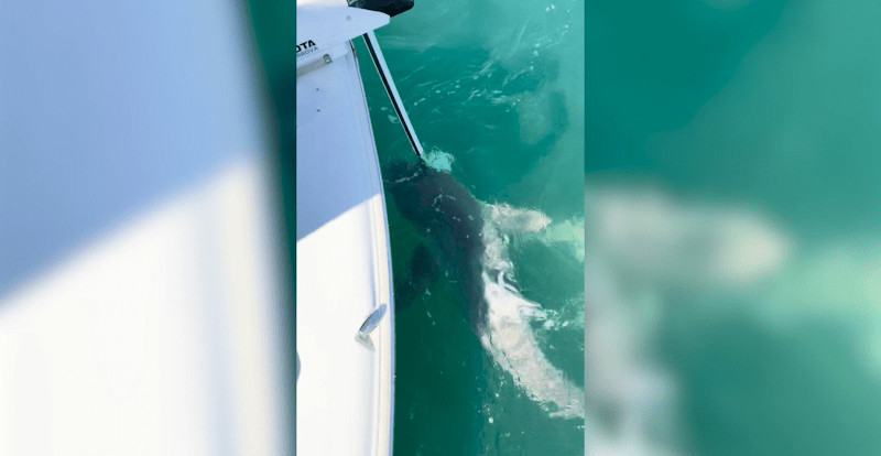 Žraloci útočili na motor rybářské lodi.