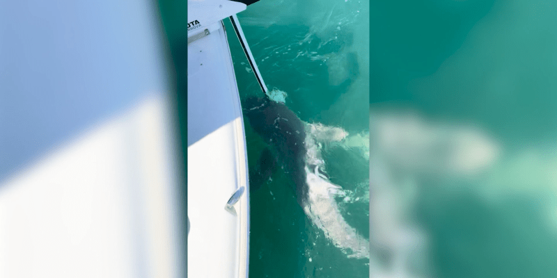 Žraloci útočili na motor rybářské lodi.