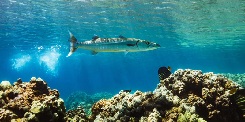 Soltýn barakuda se drží poblíž korálů