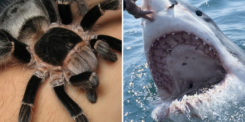 Pavouk a žralok vás zase tolik neohrožují