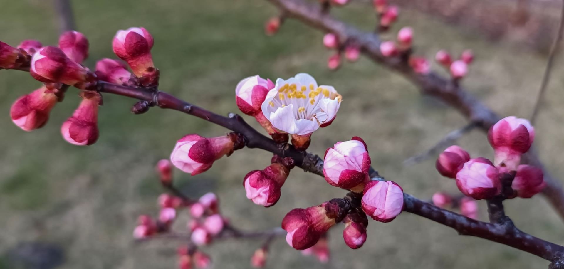 Květy a pupeny meruňky, 29. února 2024, Břeclav.