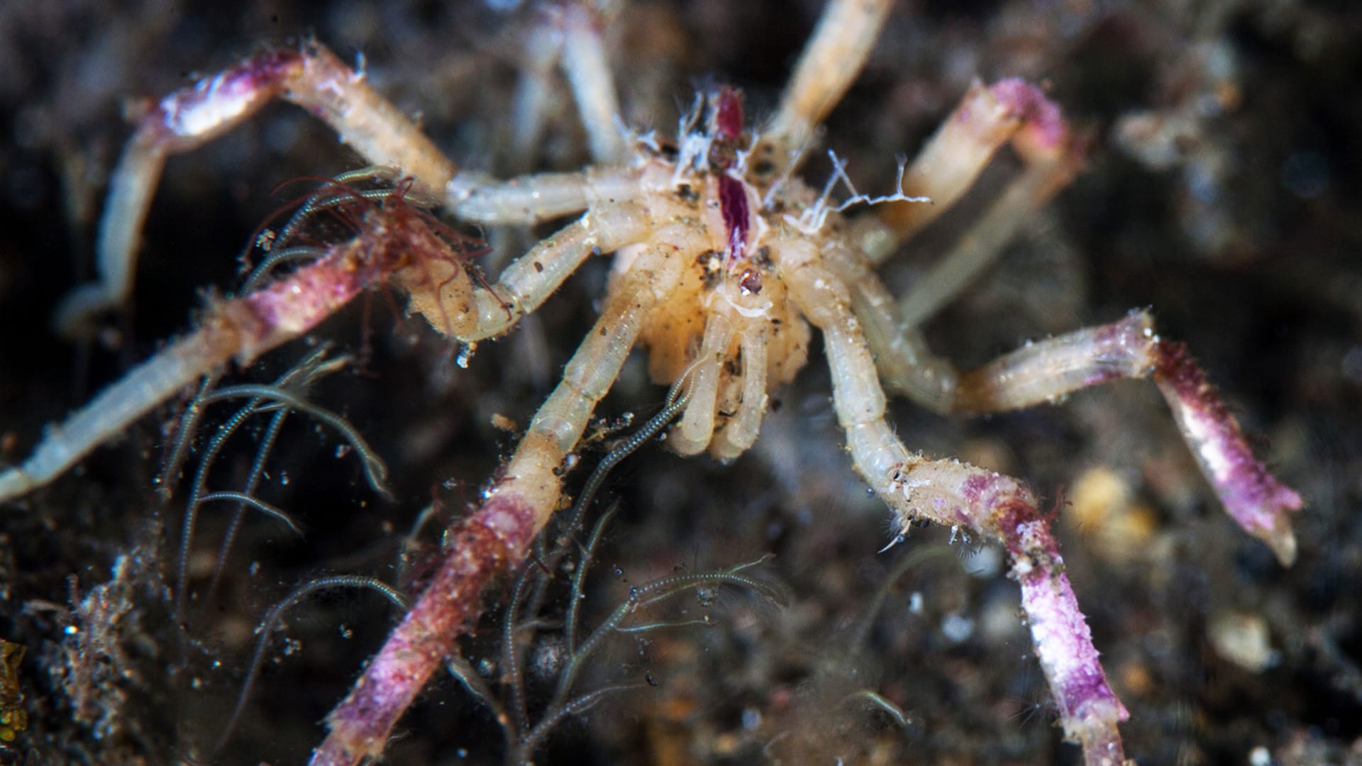 Vědci rozluštili záhadu ohledně mořských pavouků