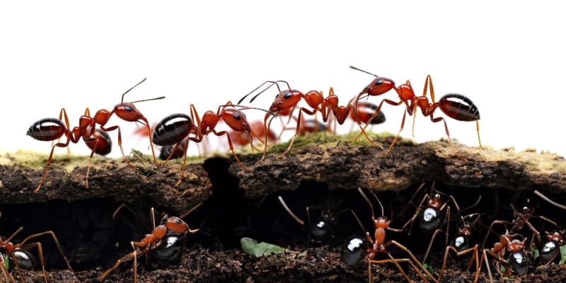 Červení mravenci sbírají po okolí semena