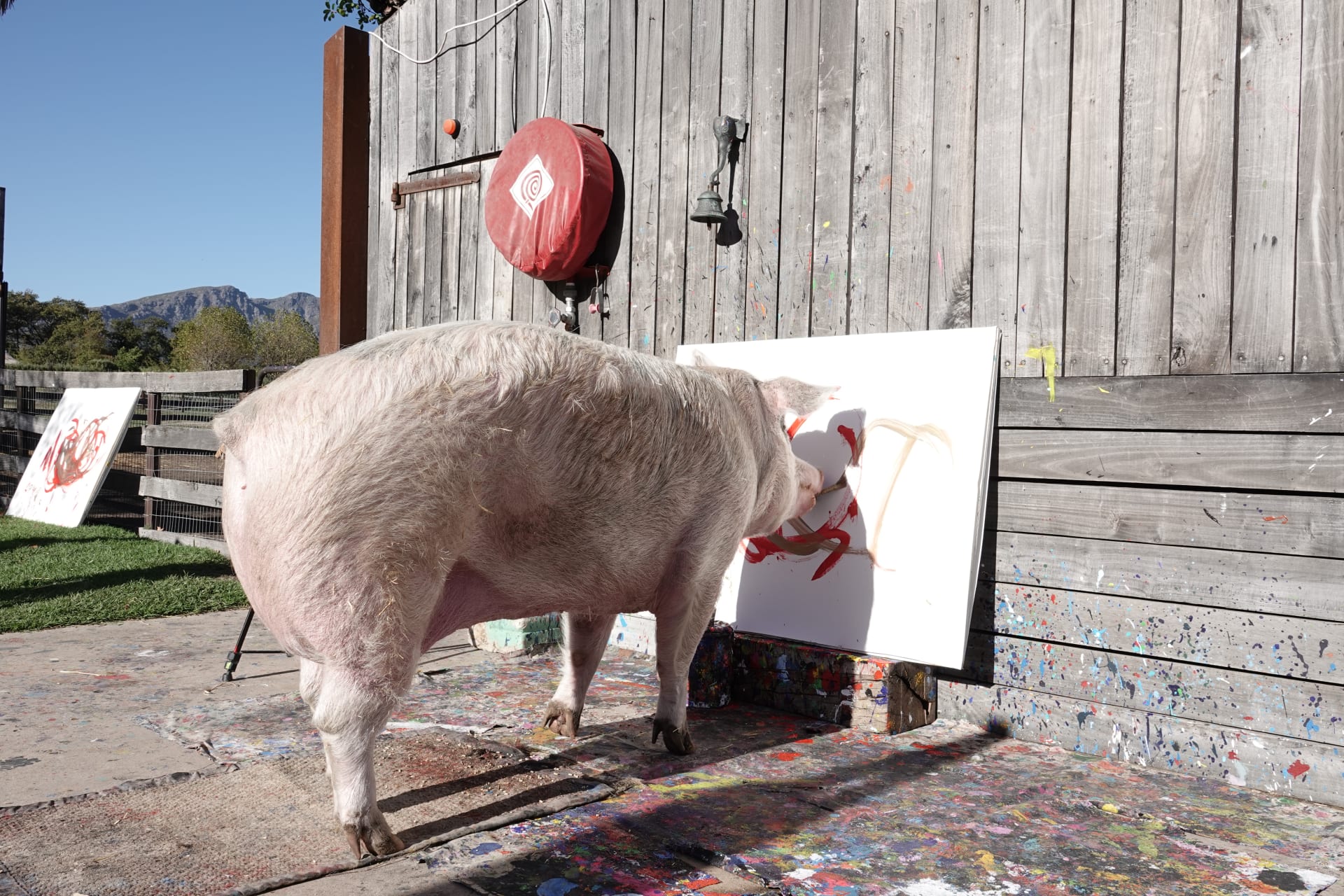 Prasečí malířka Pigcasso se dožila osmi let.