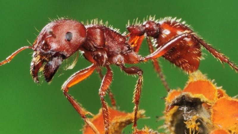 Červený mravenec