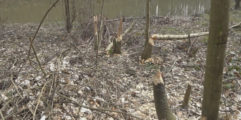 Vodohospodářům ze soustavy rybníků Svrčov nedaleko Přerova dělají vrásky neposední bobři, kteří jim komplikují práci. 
