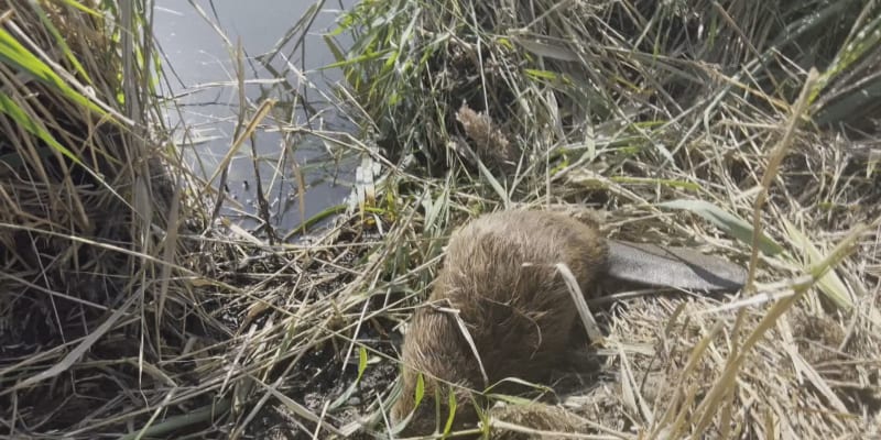 Vodohospodářům ze soustavy rybníků Svrčov nedaleko Přerova dělají vrásky neposední bobři, kteří jim komplikují práci. 