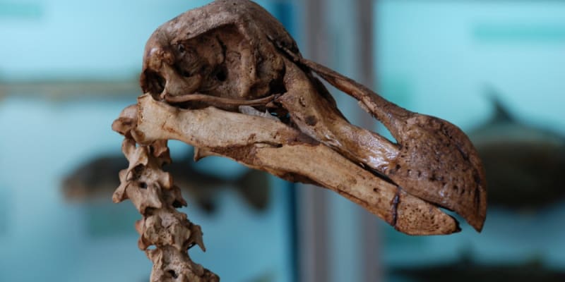 Snažili se také o oživení vyhynulého ptáka dodo, chybí však použitelná DNA