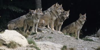 Ministerstvo zruší, obce vyhláškou povolí: Paradoxy v odstřelu vlků