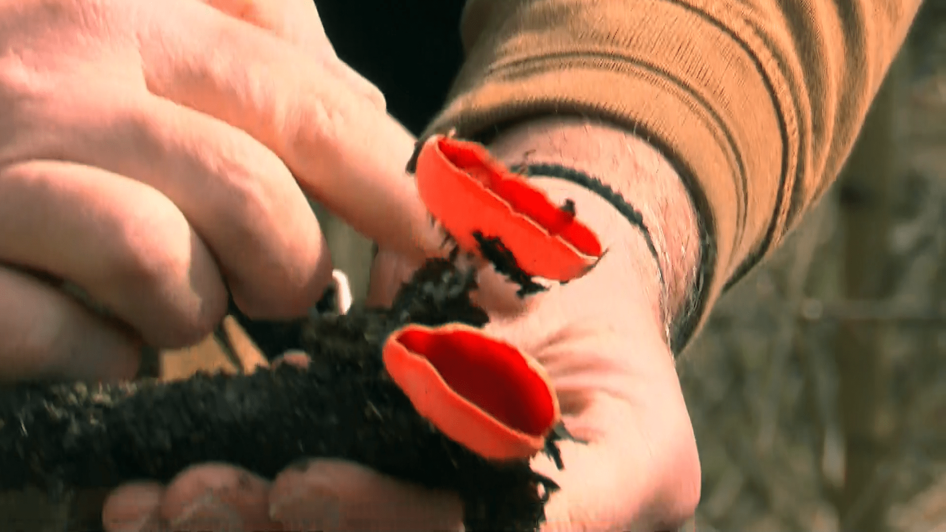 Houbaři najdou v českých lesích i fotogenickou a nejedlou houbu ohnivce rakouského.