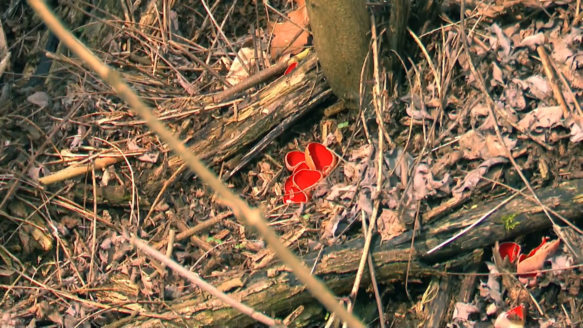 Houbaři najdou v českých lesích i fotogenickou a nejedlou houbu ohnivce rakouského.
