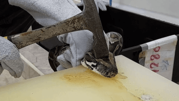 Dodavatelé hadích kůží pro Gucci týrají krajty. Podle organizace PETA je stahují zaživa