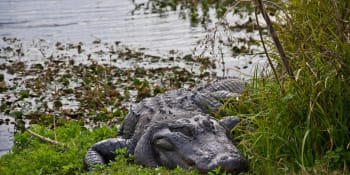 Krvavý útok aligátora na Floridě: Mohutný predátor se rybáři zakousl do ruky