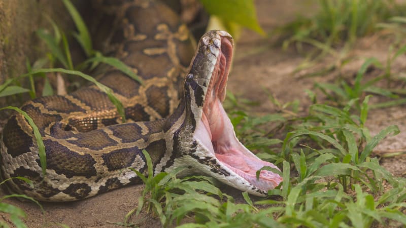 Organizace PETA upozornila na týrání hadů v Thajsku. (Ilustrační snímek)