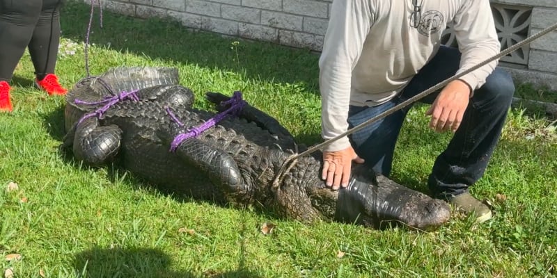Odchyt krokodýla v únoru 2023.