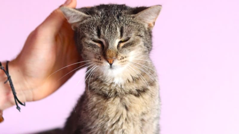 Chraňte svého mazlíčka: Novinka na trhu, kterou budou kočky zbožňovat