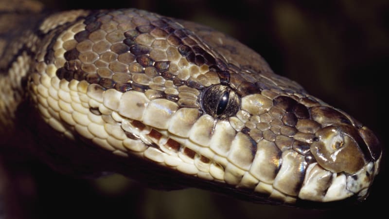 Otřesné týrání hadů, které nikdy nedostanete z hlavy. PETA zveřejnila video a fotografie a nařkla značku Gucci