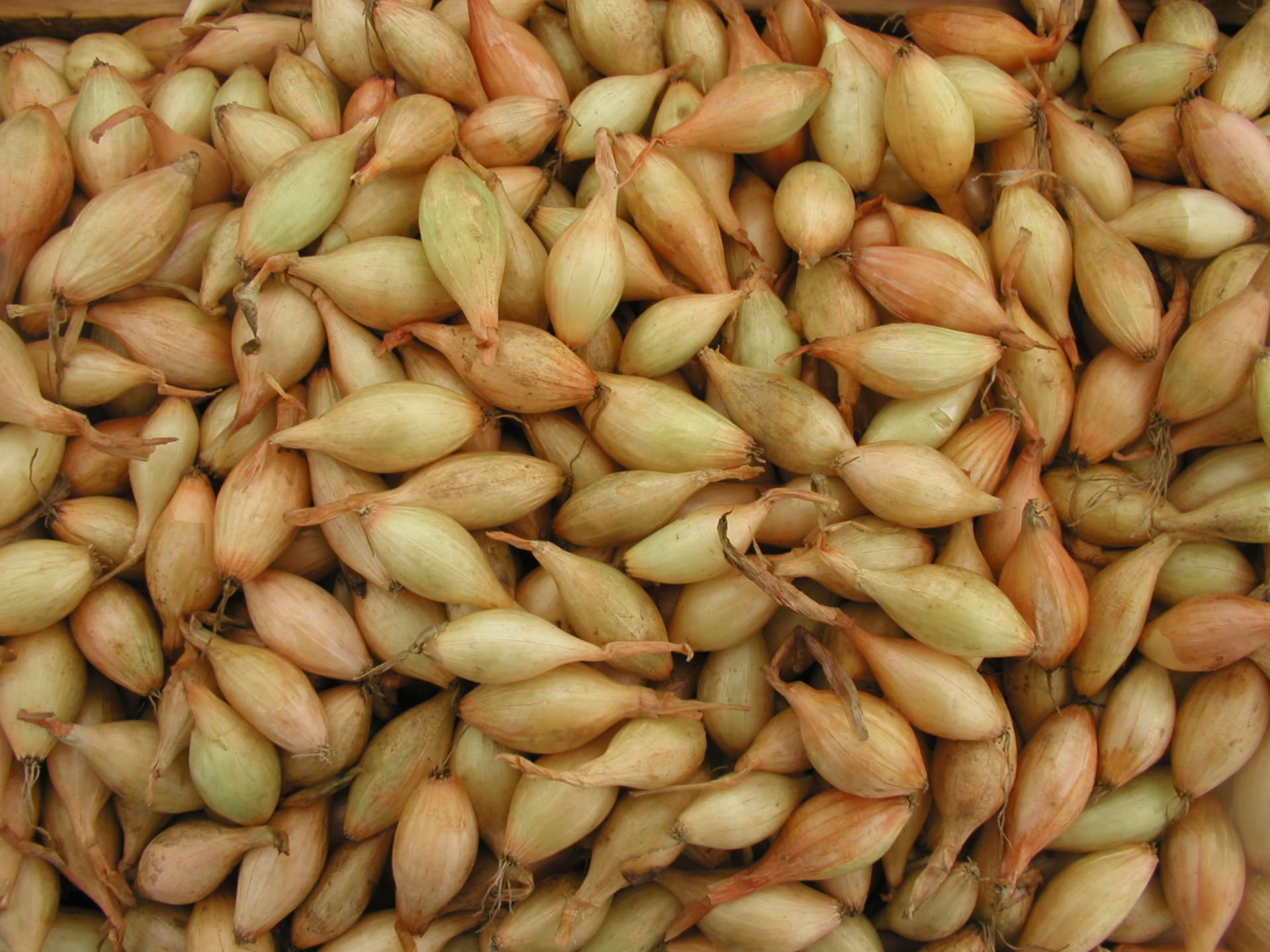 Tradiční osvědčená poloraná odrůda Všetana je určená pro pěstování z jarních výsevů i ze sazečky. 