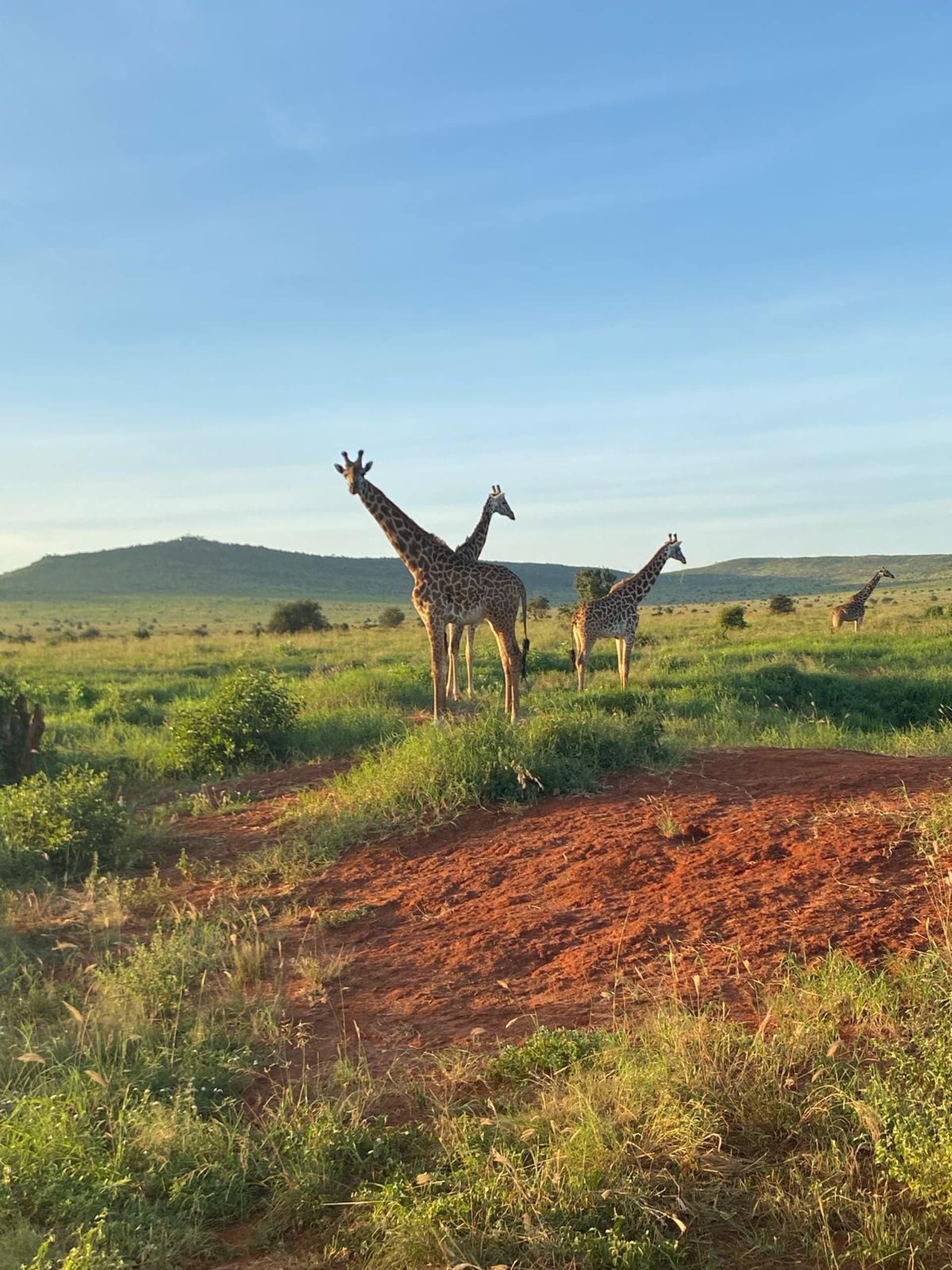 Žirafy v národním parku Tsavo