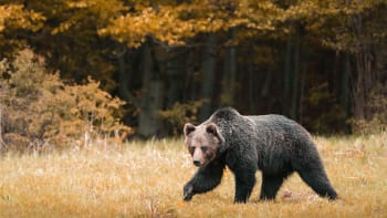 Na Slovensku zabíjel medvědí recidivista: Prozradila ho značka, ženu táhl 20 metrů