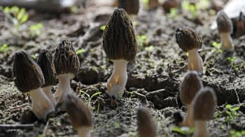 Záhadná nemoc v USA zabila dva lidi. Stopy vedou k oblíbené houbě, která roste i v Česku