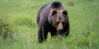 Medvěd roztrhal srnu s mládětem u slovenské vesnice. Může se vrátit, varuje obec
