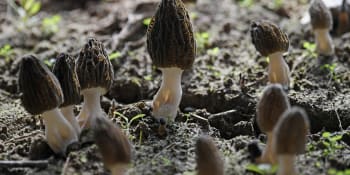 Záhadná nemoc v USA zabila dva lidi. Stopy vedou k oblíbené houbě, která roste i v Česku