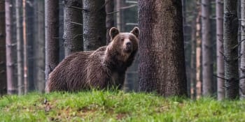 Další útok medvěda na Slovensku: Šelma napadla houbaře, ten ji postřelil. Zvíře ještě nechytili