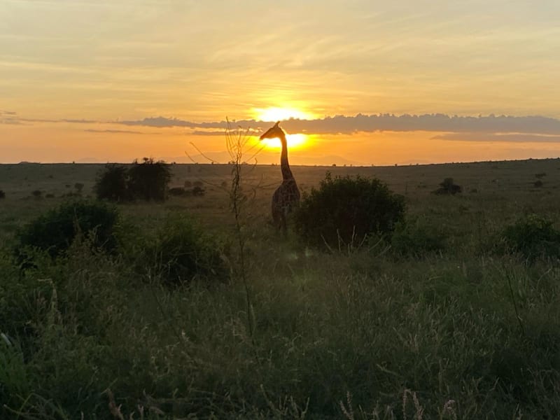 Žirafa pózující při západu slunce