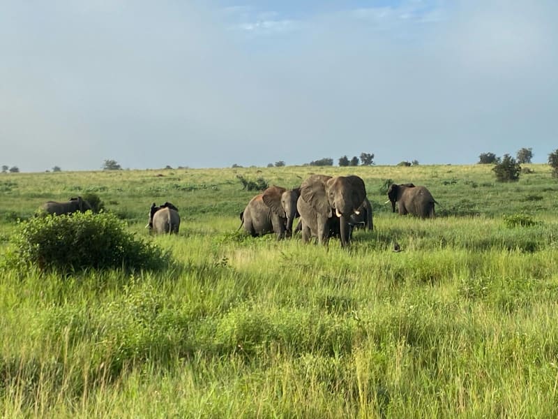 Sloní rodinka v národním parku Tsavo