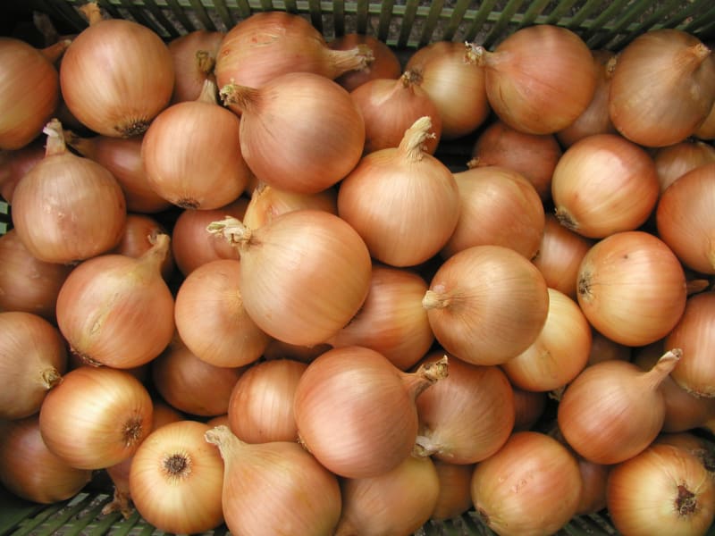 Lusy je raná odrůda jarní cibule se středně vzrůstnou, vzpřímenou natí. 