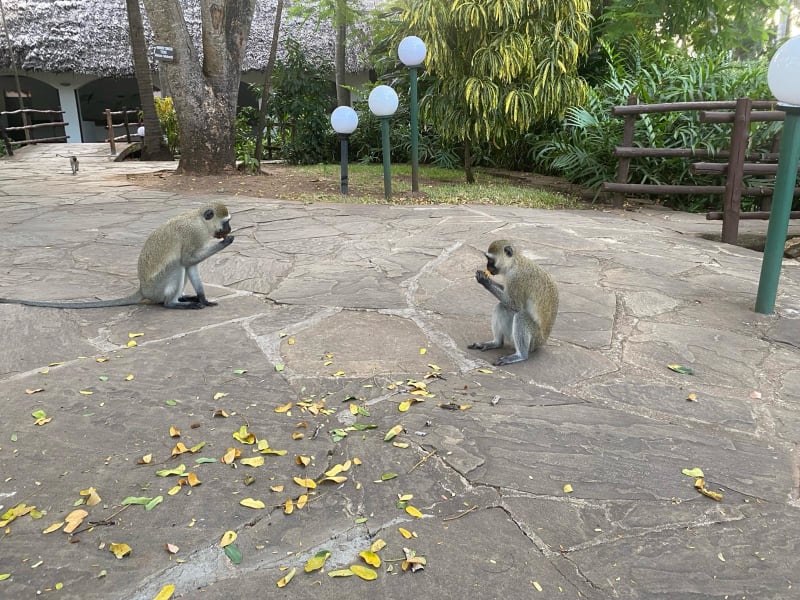 V hotelových zahradách opice potkáte běžně