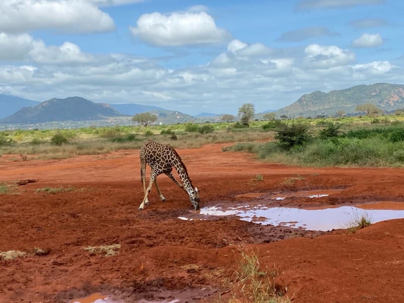 Během safari můžete vidět zvířata v jejich přirozeném prostředí
