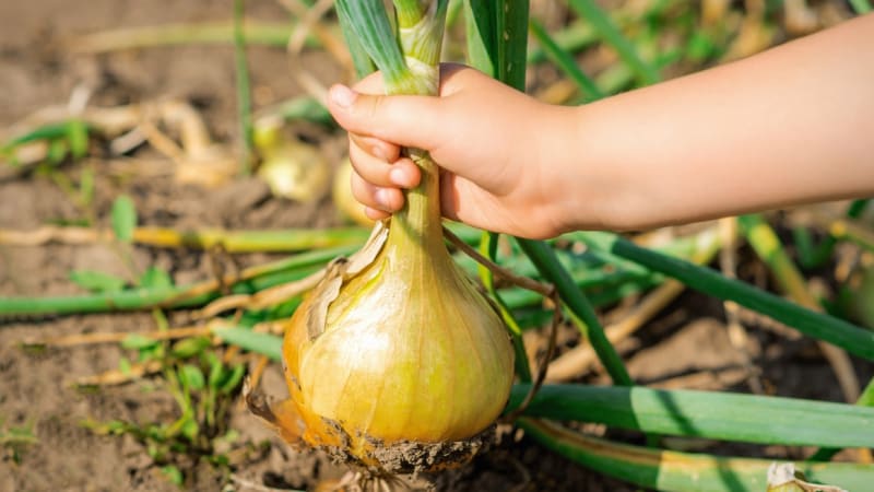 Je čas na cibuli! Tradiční zeleninu můžete vypěstovat ze sazečky či zkusit přímý výsev semen