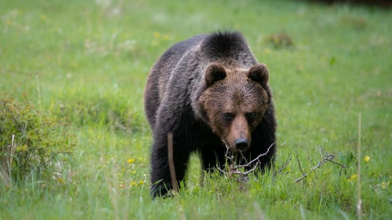 Medvěd na Slovensku rozsápal 300kilového býka. Útočil kousek od domu, říkají zděšení farmáři