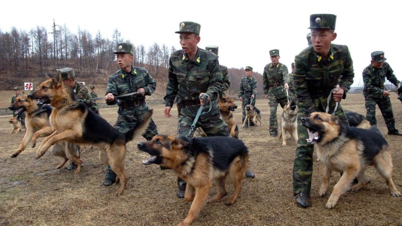 Chov psů je „smrad buržoazie“, tvrdí režim v KLDR. Severokorejci je mají mít jen na maso