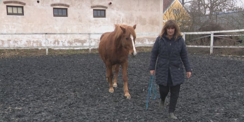 Zdeňka Pohlreichová provozuje koňskou terapii