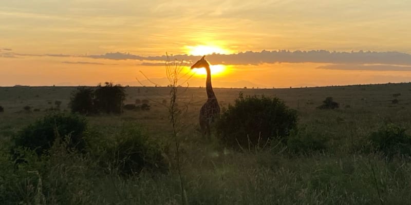Žirafa pózující při západu slunce