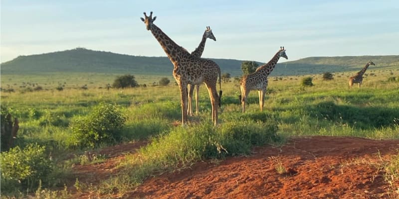 Žirafy v národním parku Tsavo