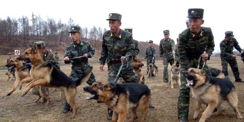 Severokorejský režim zakázal občanům chov psa jakožto domácího mazlíčka.