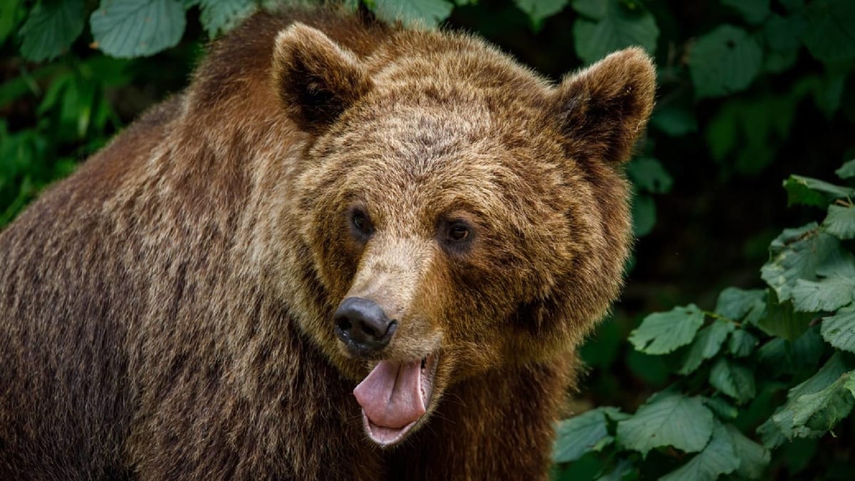 Medvěd hnědý je mrštný predátor