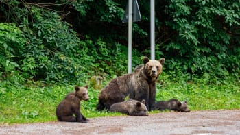 Hasič popsal hrozivý útok medvěda na Slovensku: Letěl jsem vzduchem několik metrů jako hadr
